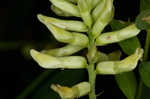 Canadian milkvetch